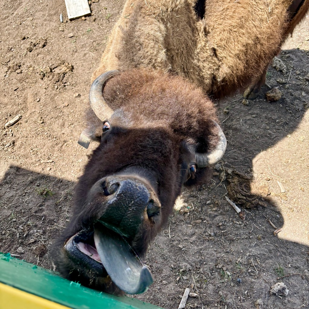 Bison, bison and buffalo